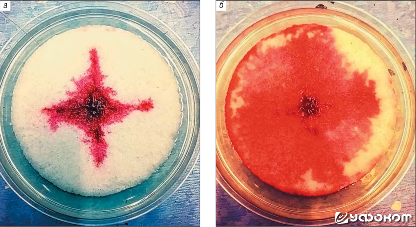 Рис.5. Евхаристический хлеб после инокуляции красной пигментированной бактерией Serratia marcescens: а — через 12 ч по сле инкубации, б — через 24 ч.