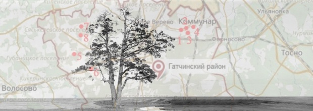 Почитаемые деревья и священные рощи Гатчинского района
