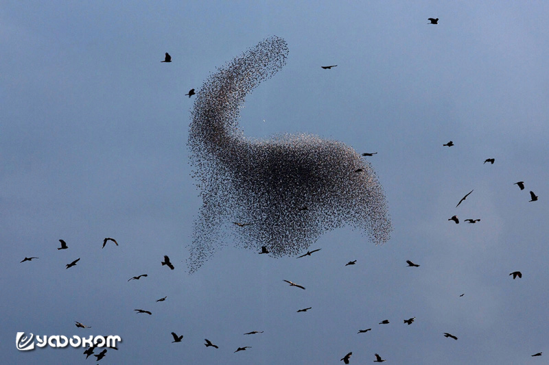 Пример мурмурации птиц – явления скоординированного полета огромных стай птиц, образующих динамические объемные фигуры переменной плотности.