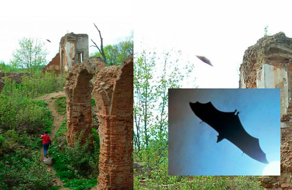 Одна из «странных фотографий», сделанных в Гольшанском замке. Чего только не рассмотрели в темном контуре, начиная с НЛО и заканчивая птеродактилем. Ответ, по-видимому, гораздо проще – это пресловутый обитатель замка – летучая мышь. Одна из «странных фотографий», сделанных в Гольшанском замке. Чего только не рассмотрели в темном контуре, начиная с НЛО и заканчивая птеродактилем. Ответ, по-видимому, гораздо проще – это пресловутый обитатель замка – летучая мышь.