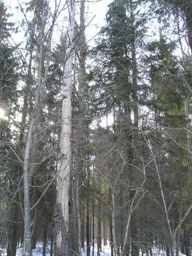 Засохшее дерево с лесной стороны по оси памятника (фото Д. Курдюковой, 2013).