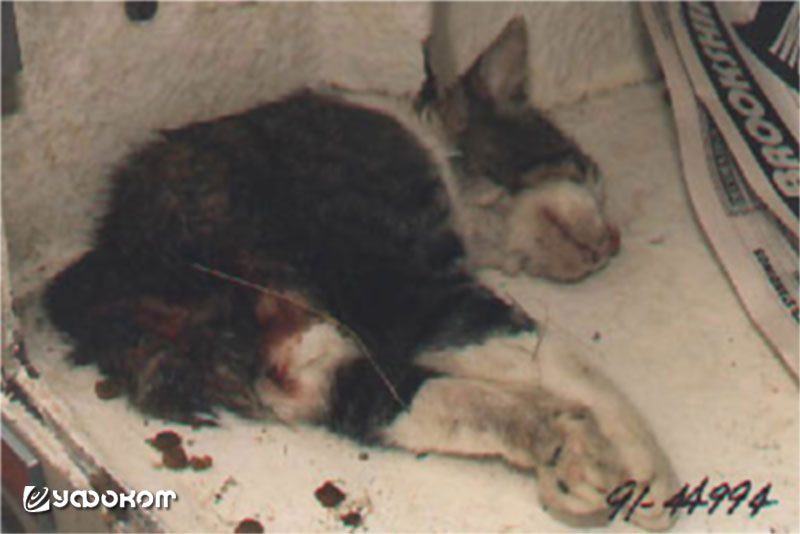 Передняя половина кошки, найденная в Онтарио. Видны следы крови, чего обычно не бывает в случаях аномального рассечения животных. 