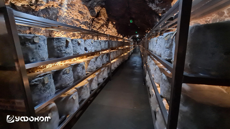 Британский сыр чеддер при изготовлении по традиционному методу помещается для созревания в известняковые пещеры ущелья Чеддер графства Сомерсет.