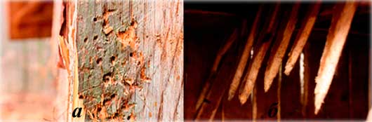 Фото 2. Какая собака их укусила? а – поврежденные доски забора; б – сломанные доски в крольчатнике со следами инородной шерсти.
