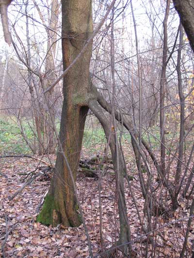 Вот так может выглядеть дерево под большой "антропогенной нагрузкой"