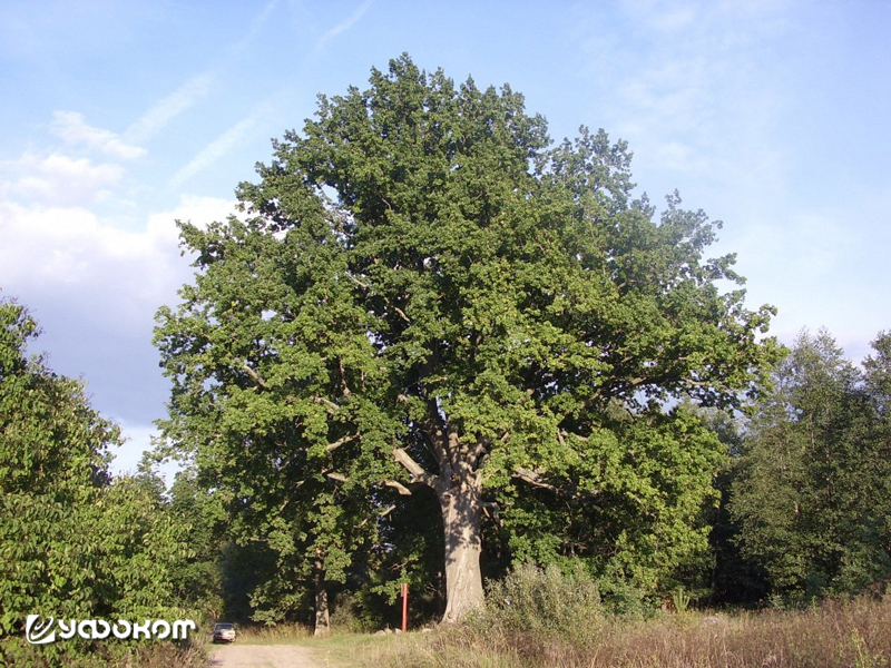 Дуб в деревне Тадулино Лепельского района Витебской области.