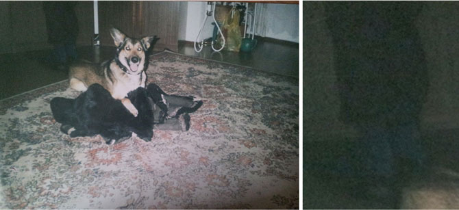 Оригинал этой фотографии нам передал латвийский исследователь Е. Сидоров. По словам Валентины С. из г. Баложи (Латвия), которая предоставила его в UFOlats дома была одна ее дочка (14 лет) и собака. Девочка решила сфотографировать своего пса. Когда проявил