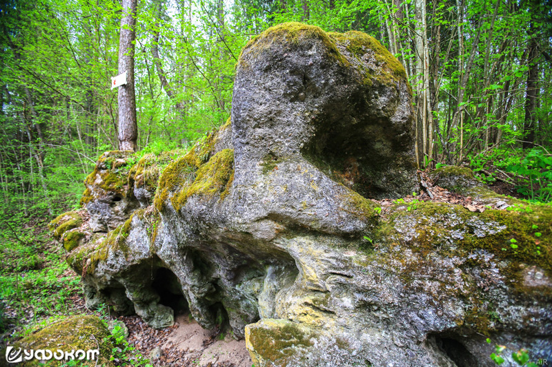 Змеев камень, который находится неподалеку от д. Гоголевка Чашникского р-на. Фото Е. Шапошникова (2017 год).