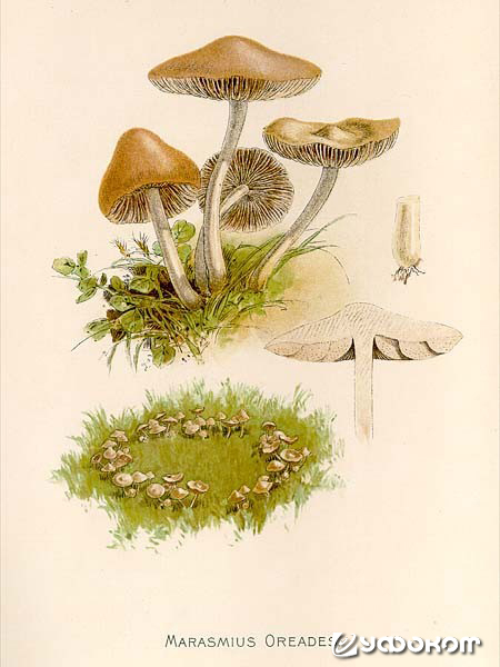 Рис. 6. Плодовые тела и эльфово кольцо: гриб Marasmius oreades. Иллюстрация из книги Our Edible Toadstool and Mushrooms («Наши съедобные и ядовитые грибы») Гамильтона У. Гибсона, 1895 год.