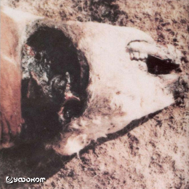 Корова, найденная рядом со следами трех опор на ранчо Гилхэма. Срезана плоть с челюсти, в голове прожжена дыра. 