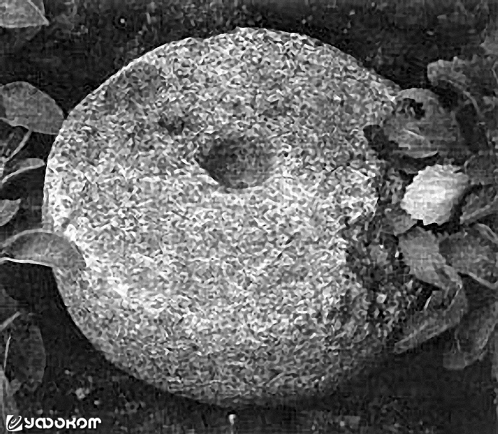 Камень с углублением, найденный А. Зайцевым в груде камней вблизи д. Куренец, Вилейский р-н. Фото А. Зайцева, 1998 год.