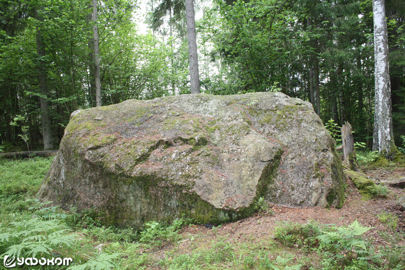Камень Святых Дев (расположен в лесу у поселка Мерсрагс Мерсрагского края, Латвия). Фото автора (2017 год).