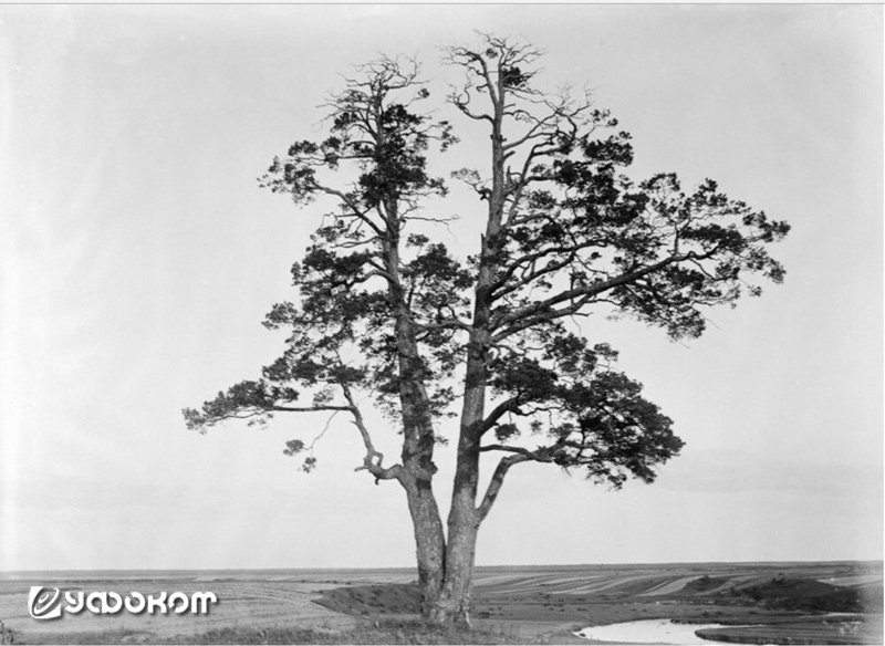 Священное дерево у д. Пуккила (фото из книги «Ингерманландия глазами Самули Паулахарью»).