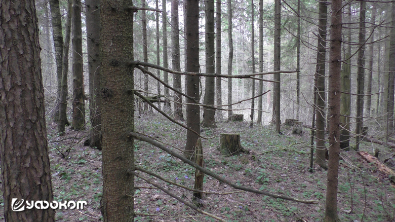 На Кудельской горке (фото автора, 2018 год).