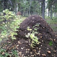 Палеопсихология и геофизика 