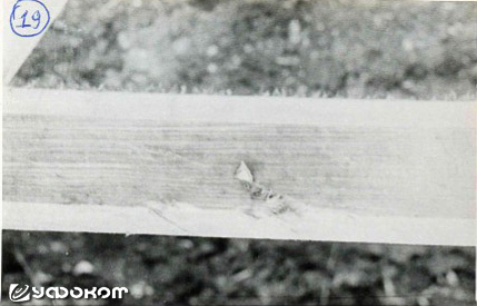 Фото 19. Кусок шифера впился в дерево ограды. (Фото Фефелова В.Н.).