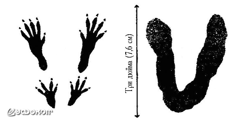 Так следы лесной мыши превращаются в «следы дьявола». Рисунок А. Лейтшера.