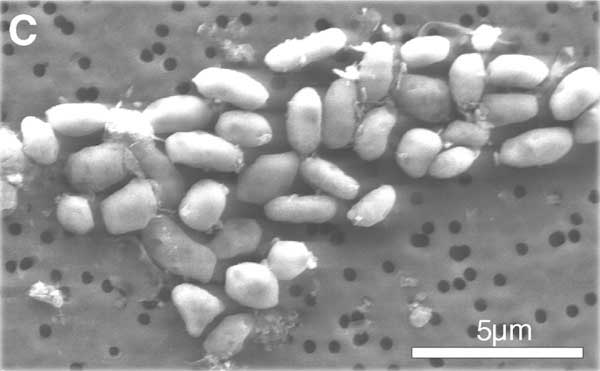 Бактерии GFAJ-1, выращенные на мышьяке, под электронным микроскопом (Science AAAS)