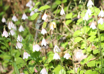 Линнея северная (Linnaea borealis) – индикатор наличия культурного слоя?