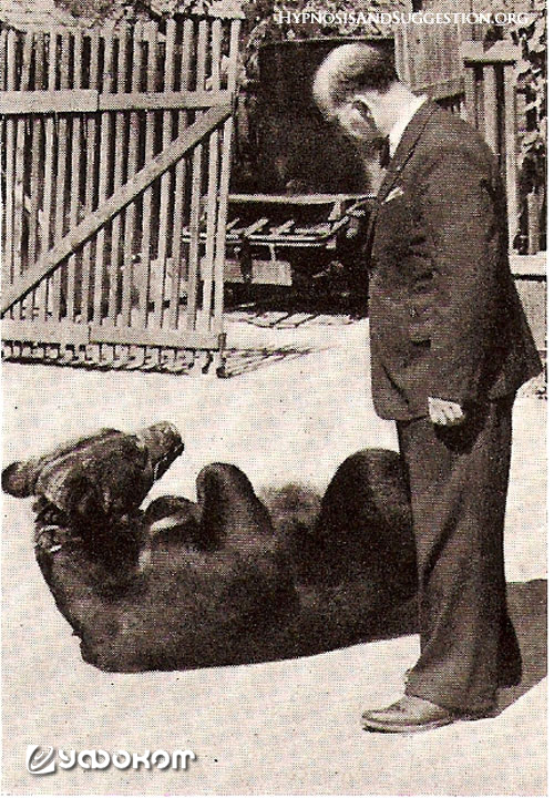 Опыты применения гипноза к медведю в Московском зоопарке. 