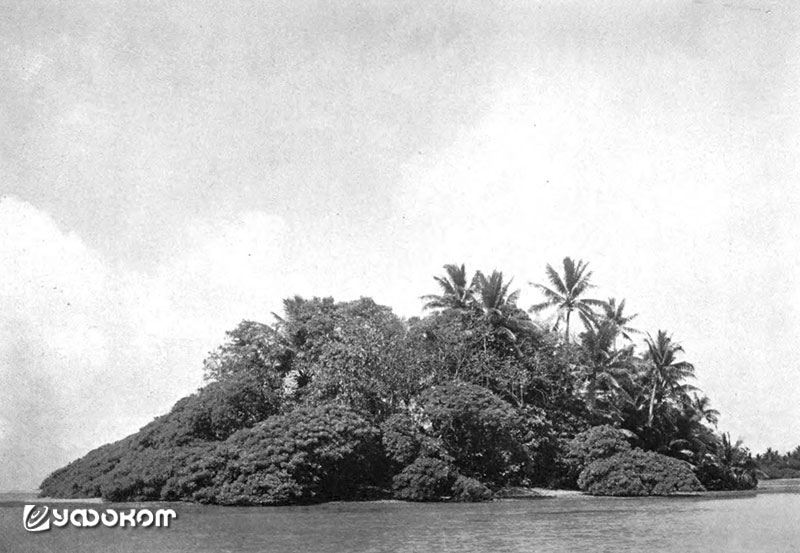 Один из островков Пальмиры. Снимок, сделанный экспедицией в 1913 г. 