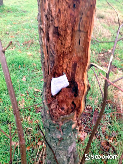 Фото 1. Дерево, с размещенным на нем листом бумаги. Фото М. Остапенко.