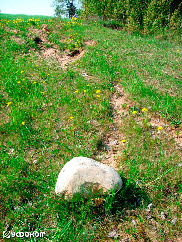 Северный склон холма на левом берегу р. Адров в юго-восточной окрестности д. Зайцево со следом от движущегося камня. Перед самим камнем виден валик из смятого движением пластичного грунта. Фото автора (11 мая 2016 года).