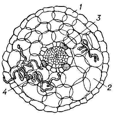 Поперечный разрез эндотрофной микоризы клёна: 1 — эпидермис; 2 — кора; 3 — эндодерма; 4 — клубки гиф гриба