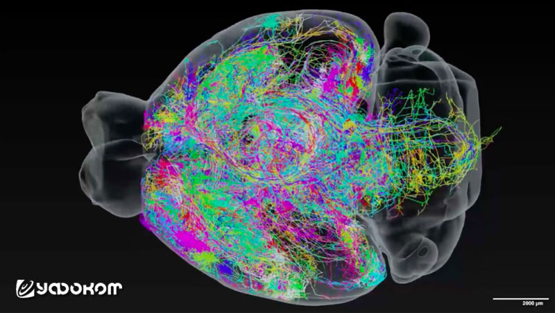 Трехмерная визуализация 300 нейронов головного мозга крысы, которую создала команда исследователей из Campanel Janelia Research. Источник: Janelia Research Campus, MouseLight project team.