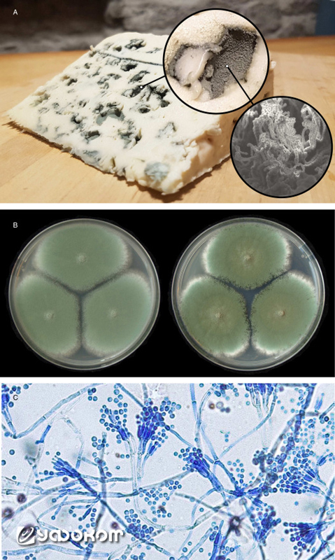 Пеницилл рокфоровый (лат. Penicillium roqueforti) известен как голубая благородная плесень. На фото показаны колонии пеницилла рокфорового в сыре рокфор, в лабораторных чашках Петри и на предметном стекле микроскопа.