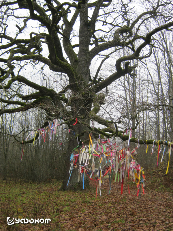 Дуб у деревни Карпиловка Логойского района Минской области.
