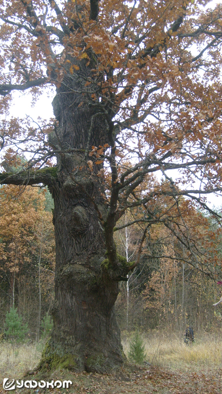 Святой дуб у д. Паромец Вилейского района Минской области.