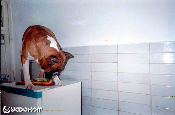 Ф17 – собака Джек на холодильнике на кухне.