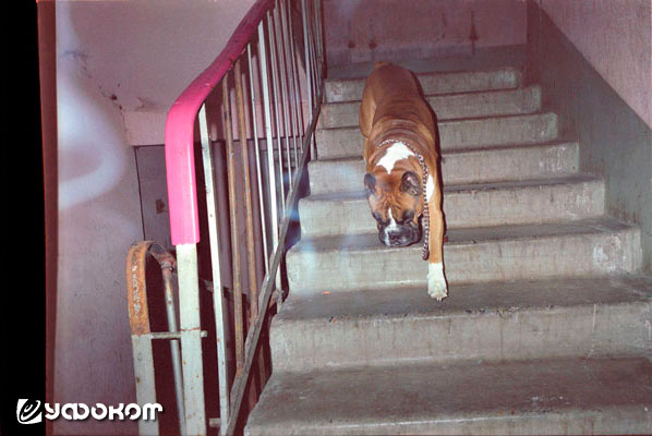 Ф15А – собака Кисляковых на лестничной клетке.