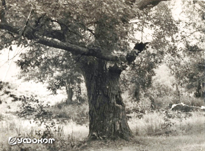 Телешов дуб. Фото 1967 года [7].