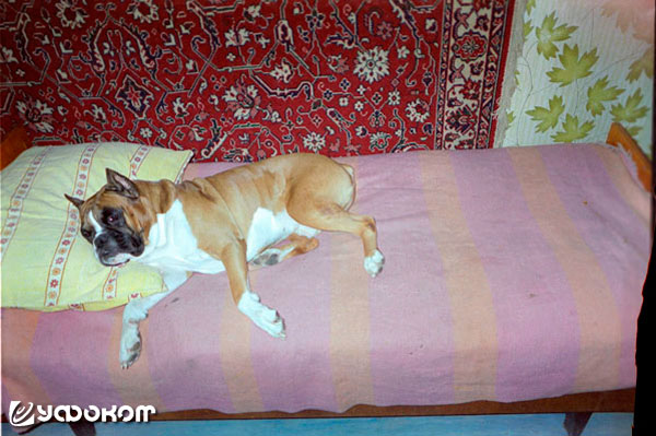 Ф25А – собака Кисляковых на диване.
