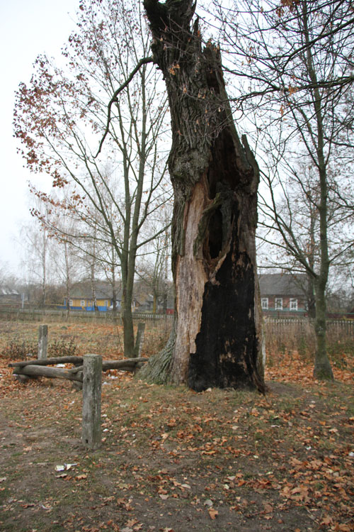 Легендарный дуб в деревне Грозово (Копыльский р-н), с которым связано возникновение названия этого населенного пункта. В итоге, в 2005 году, дерево все-таки пало жертвой очередной сильной бури. Фото автора.