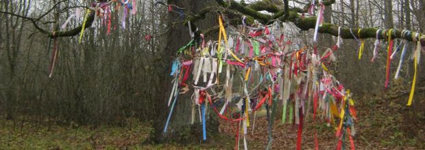 Дубы-врачеватели