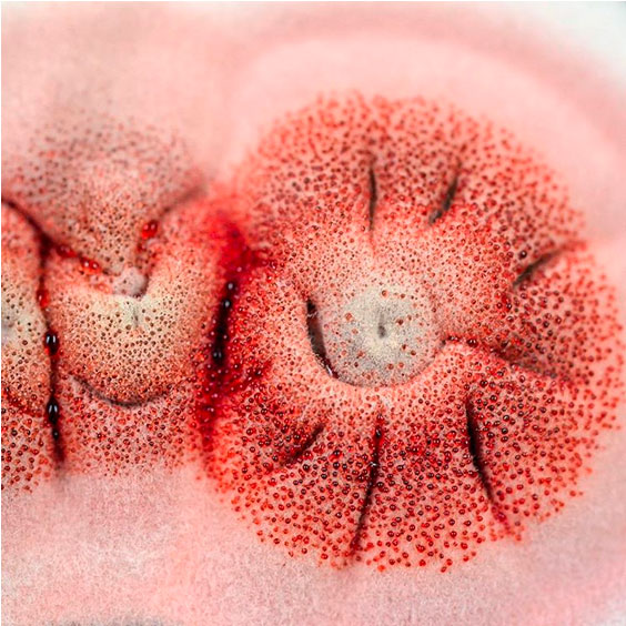 Penicillium rubrum растет на многих пищевых продуктах, включая соленое и сушеное мясо, и производит несколько микотоксинов. Rubrum означает «красный цвет», и легко понять, почему он получил это название. Фото Эллен Кристенсен. Penicillium rubrum растет на многих пищевых продуктах, включая соленое и сушеное мясо, и производит несколько микотоксинов. Rubrum означает «красный цвет», и легко понять, почему он получил это название. Фото Эллен Кристенсен.