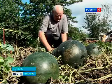 В Ивановской области рисунок проявился сразу не нескольких арбузах (г. Тейково, 2011 год). 