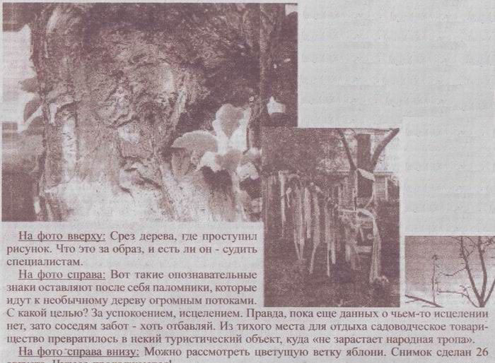 Срез дерева, где проступил рисунок. Срез дерева, где проступил рисунок.