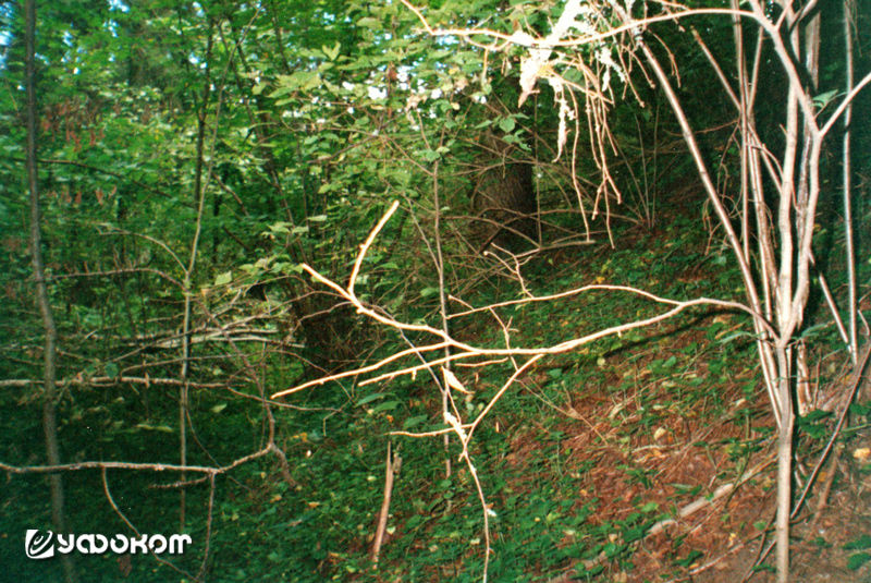 Заросший лесом вал городища Шильцево, Лужский район. Фото автора, 2001 год.