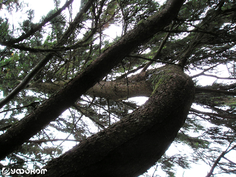 Рис. 5. Дерево карсикко в д. Чикозеро. Фото автора, 2017 г. 